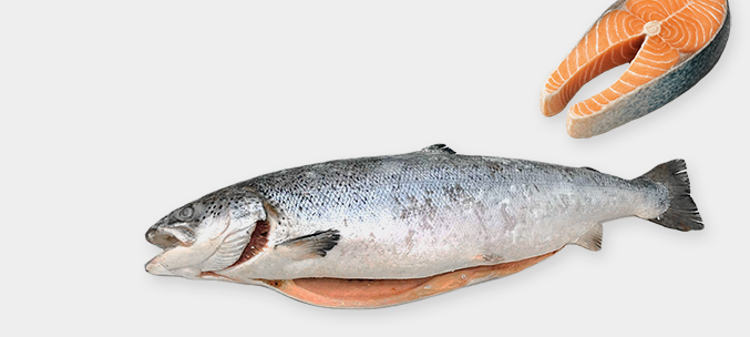 fish